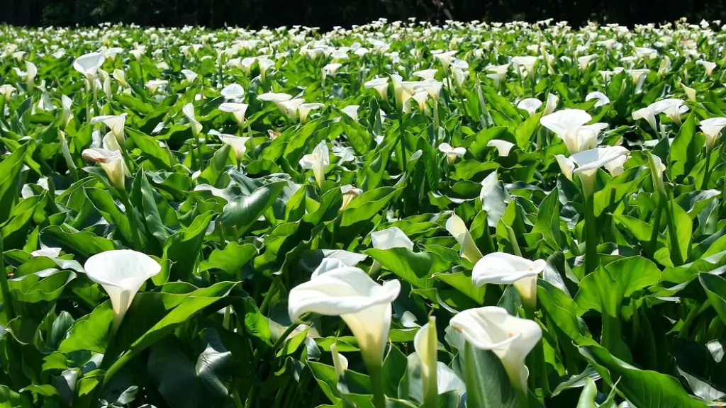 How many blooms from one calla lily bulb?