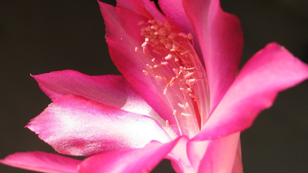 What to do with christmas cactus after it blooms?