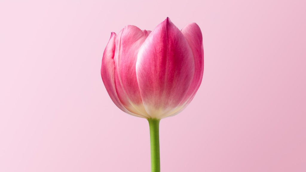 How to make tulip flower with tissue paper?