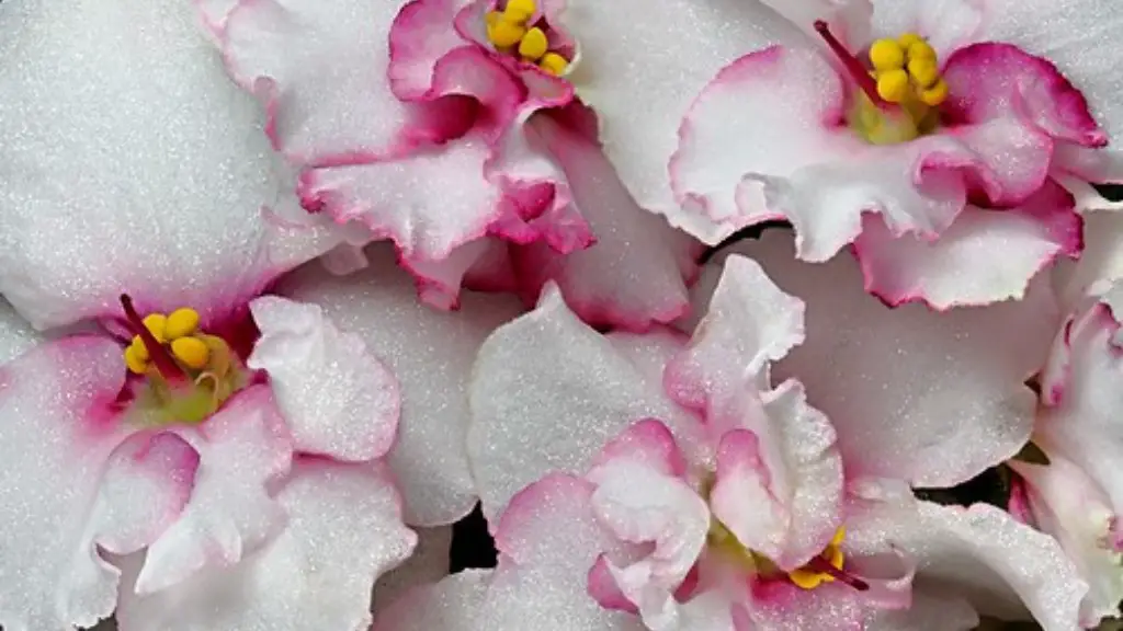 Can you put urea on african violets?