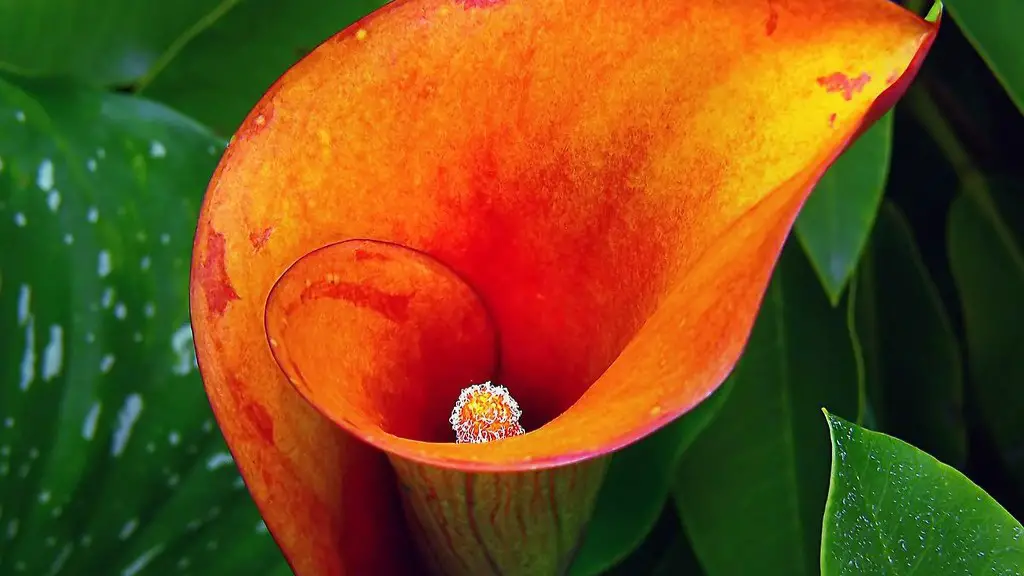 Why do calla lily leaves drip?