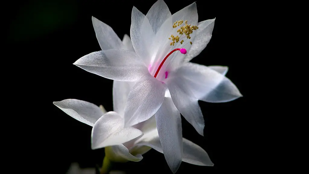 How to start a christmas cactus?