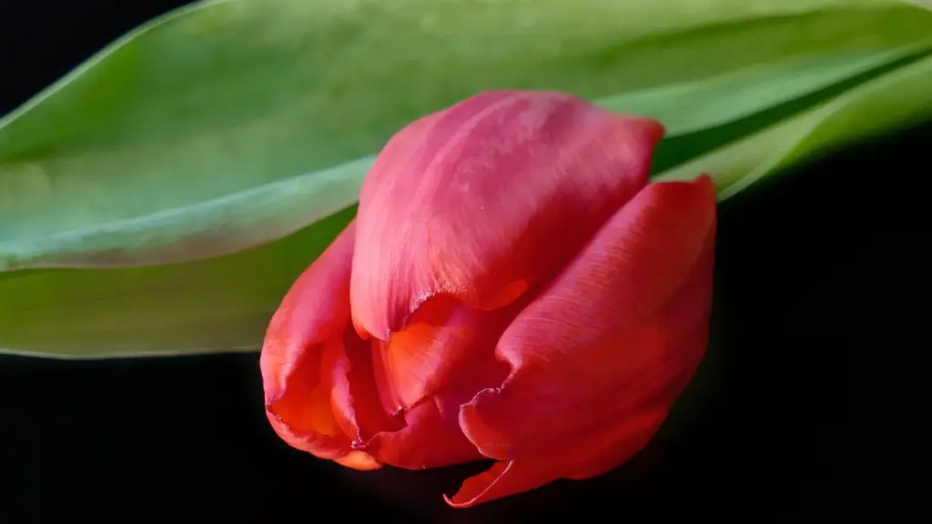 How long do calla lily blooms last?