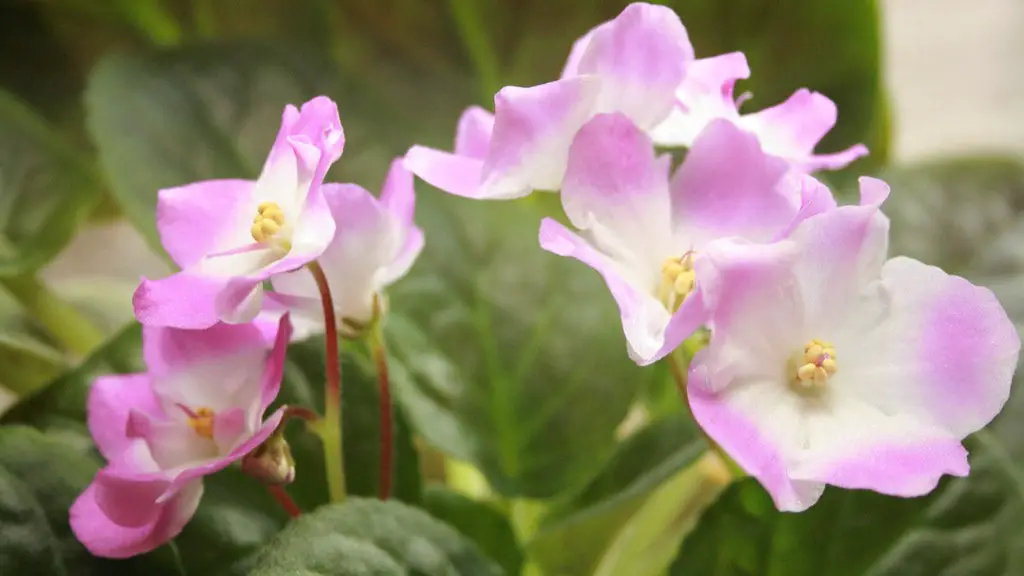 How do you separate and transplant african violets?