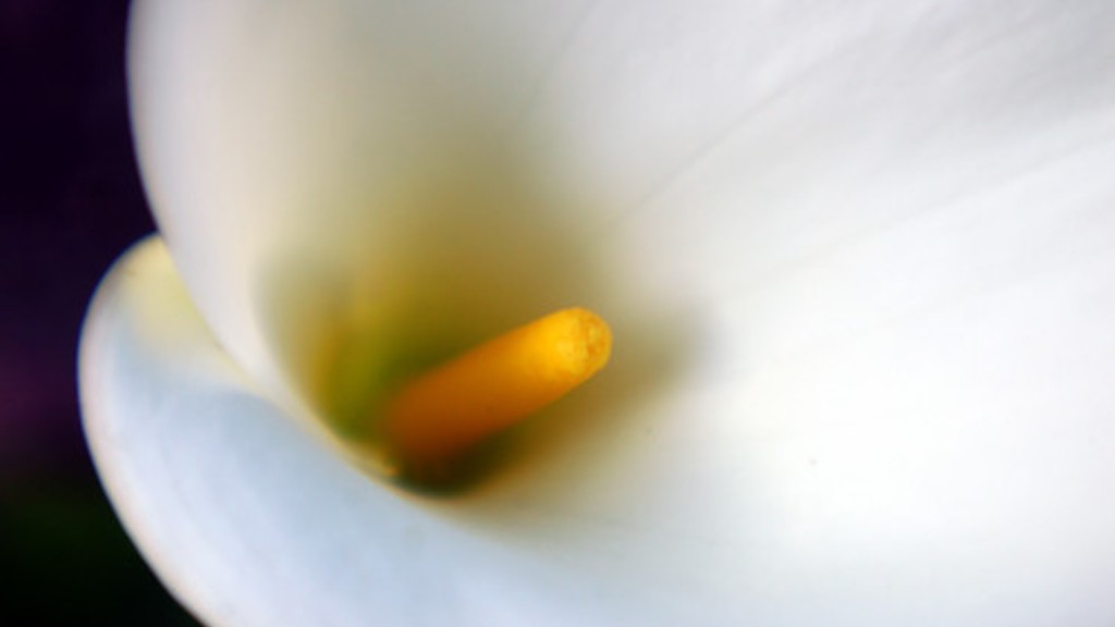 Why has my calla lily lost its colour?