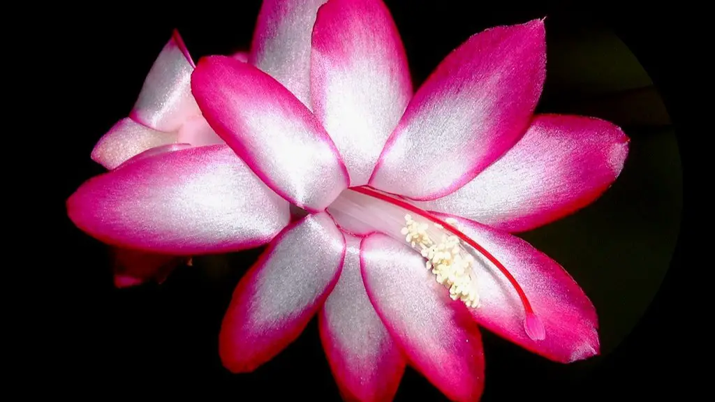 How to take a cutting from a christmas cactus?