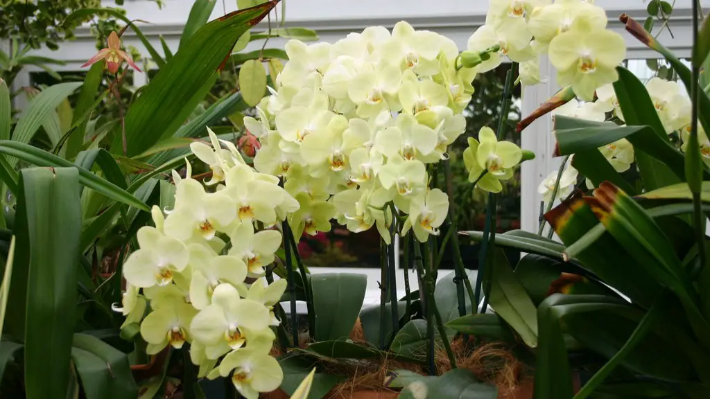 How often water phalaenopsis orchid?