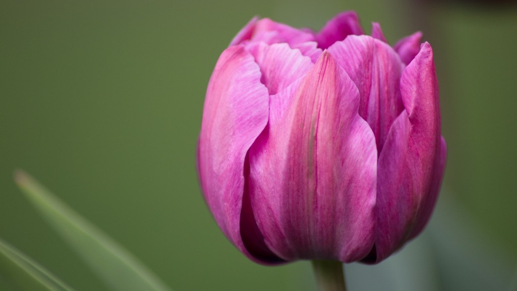 What is the meaning of the tulip flower?
