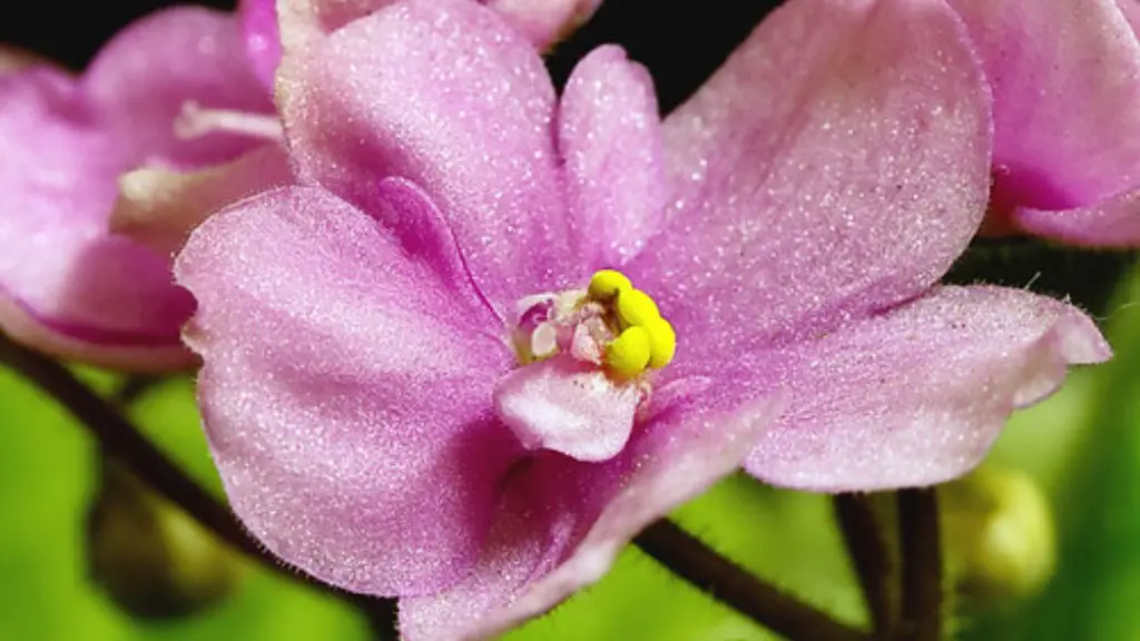 How much light does african violets need?