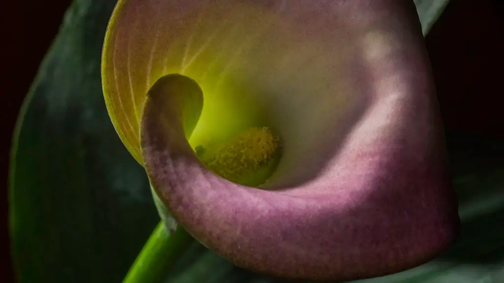 How many flowers does one calla lily bulb produce?