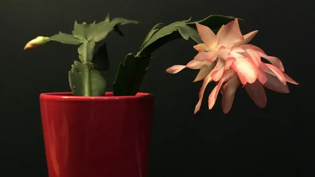 How to replant a christmas cactus?