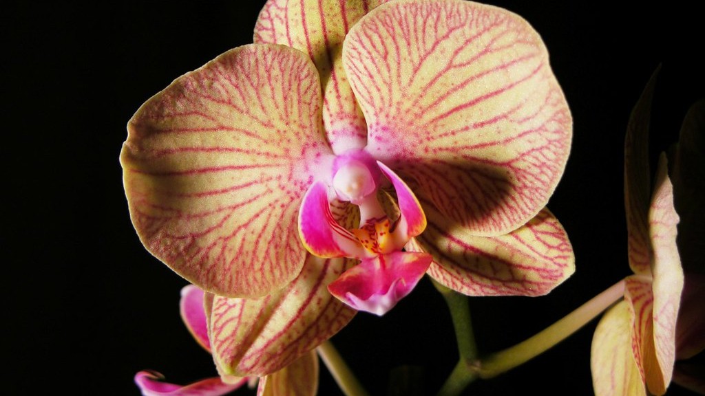 How to repot phalaenopsis orchid plant?