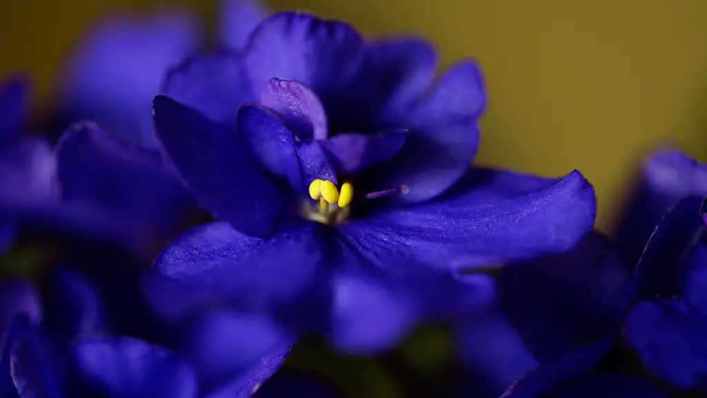 How big of a pot do african violets need?