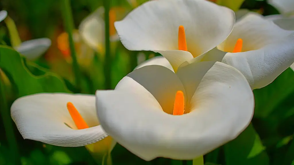 A calla lily?