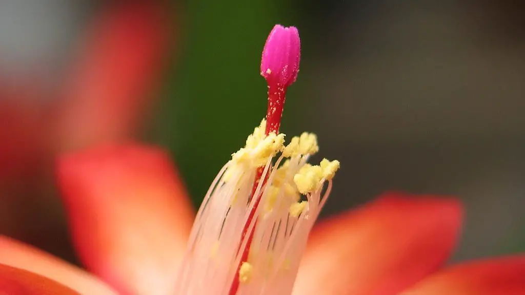 A tulip flower the parts of it?