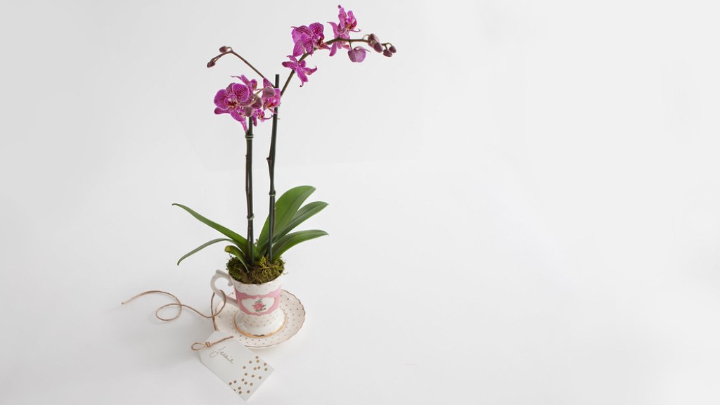 How often does phalaenopsis orchid bloom?