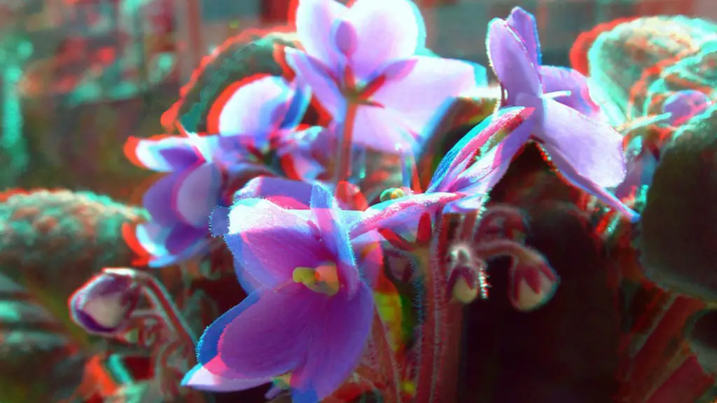 Which way should african violets face?