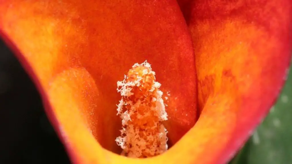 How much are calla lily flowers?