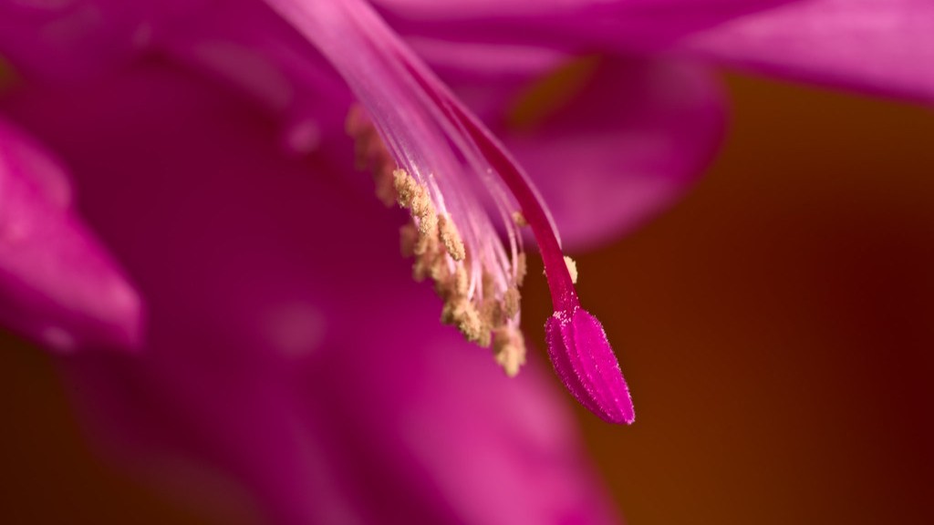 How long will african violets live?