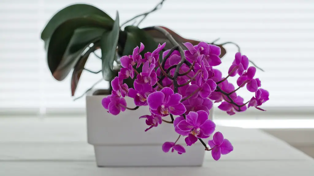 How to make a self watering pot for african violets?