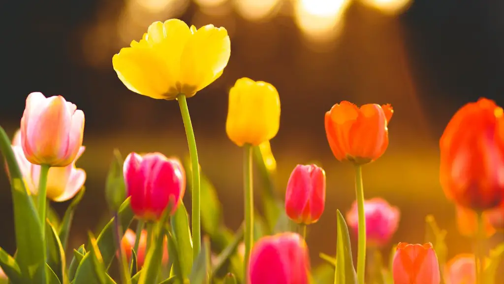 What does a tulip flower look like?