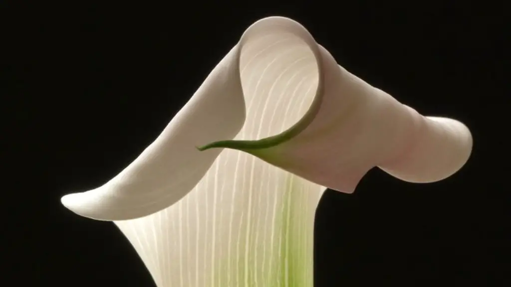 When to plant calla lily bulbs outside?