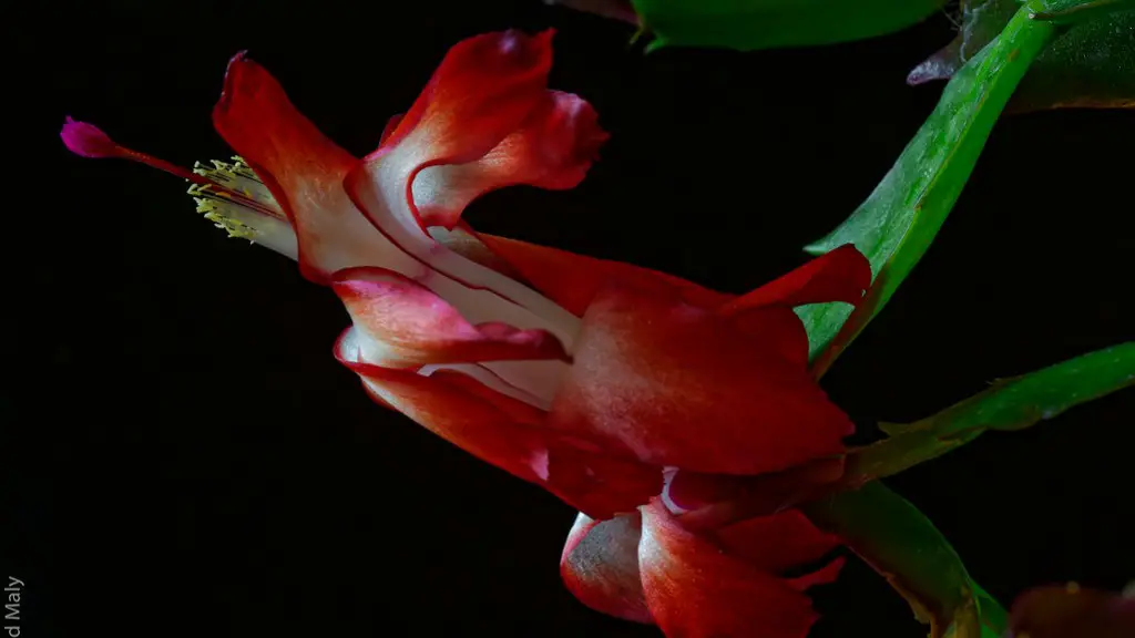 How do i keep my christmas cactus blooming?