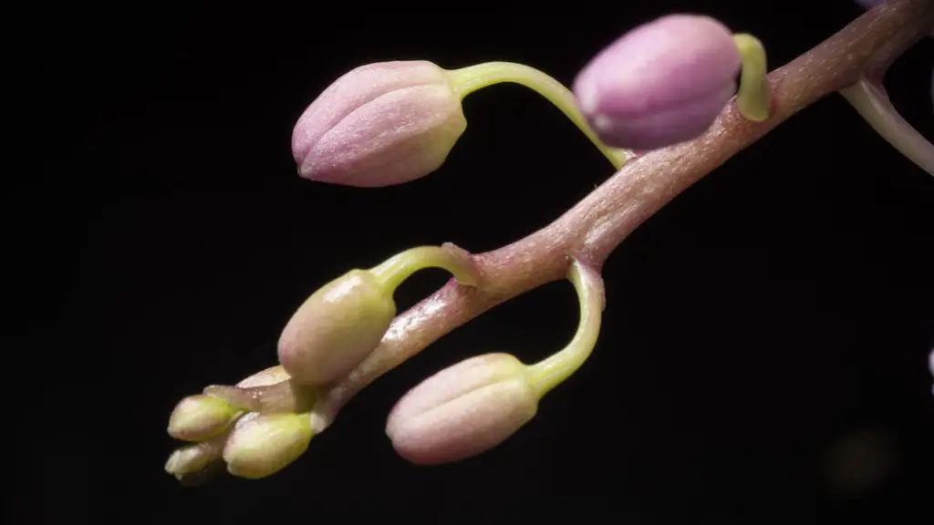 How to get your phalaenopsis orchid to rebloom?