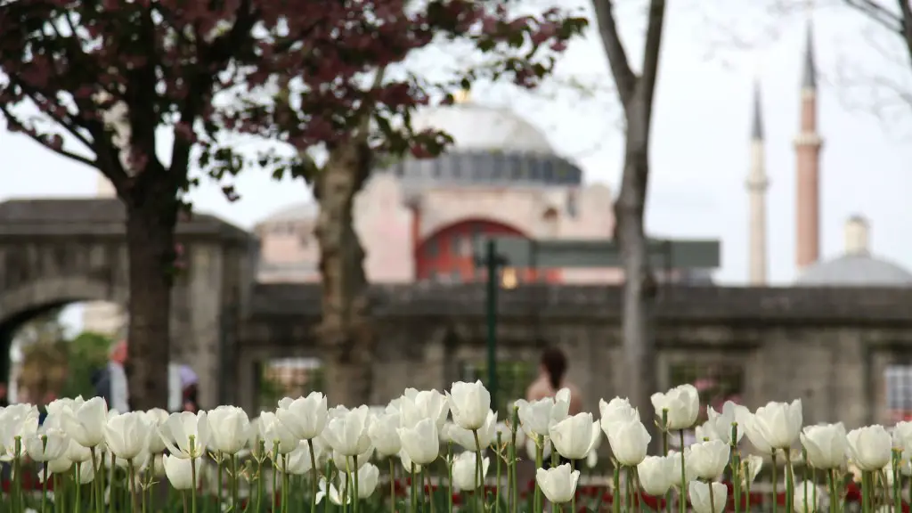 What is a tulip flower lens hood for?