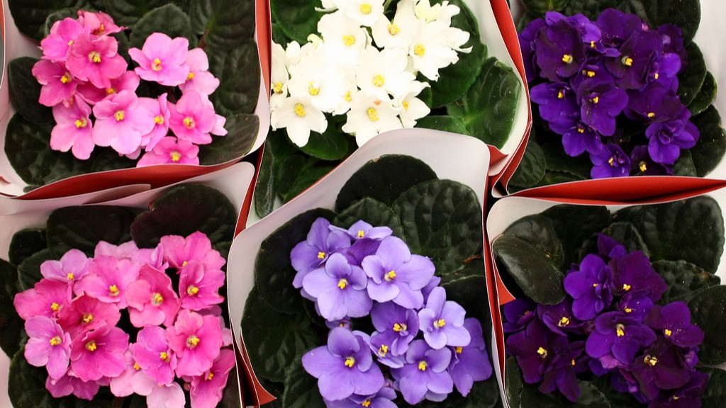 Why clustered new growth on african violets?