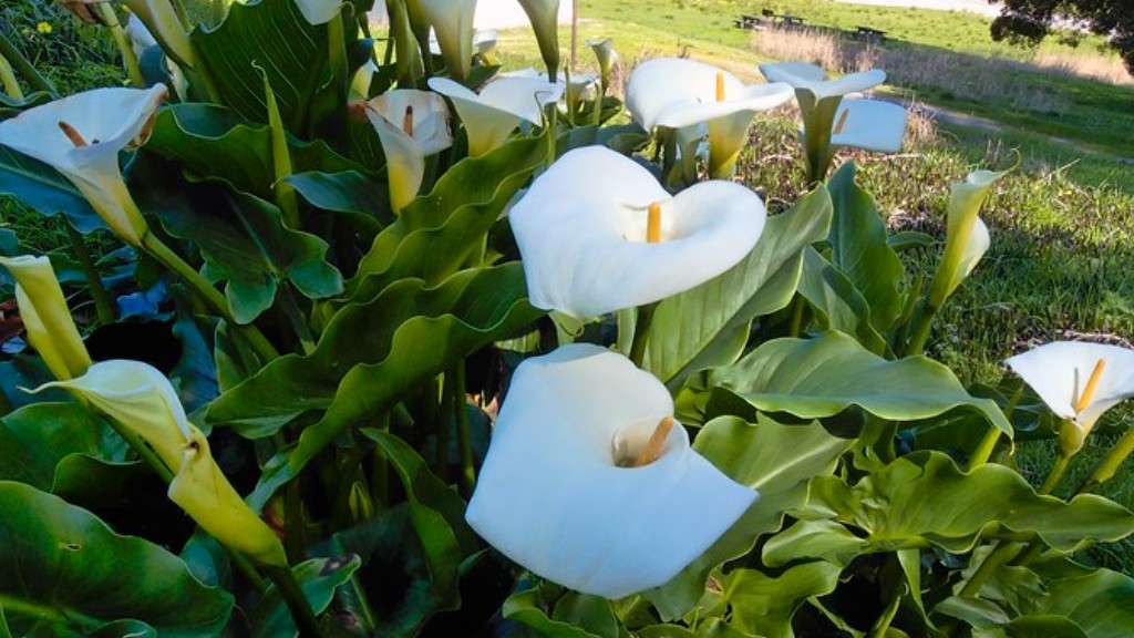 Why is calla lily drooping?