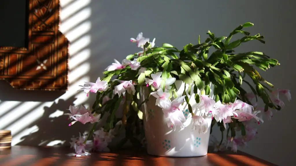 Why are the buds falling off my christmas cactus?