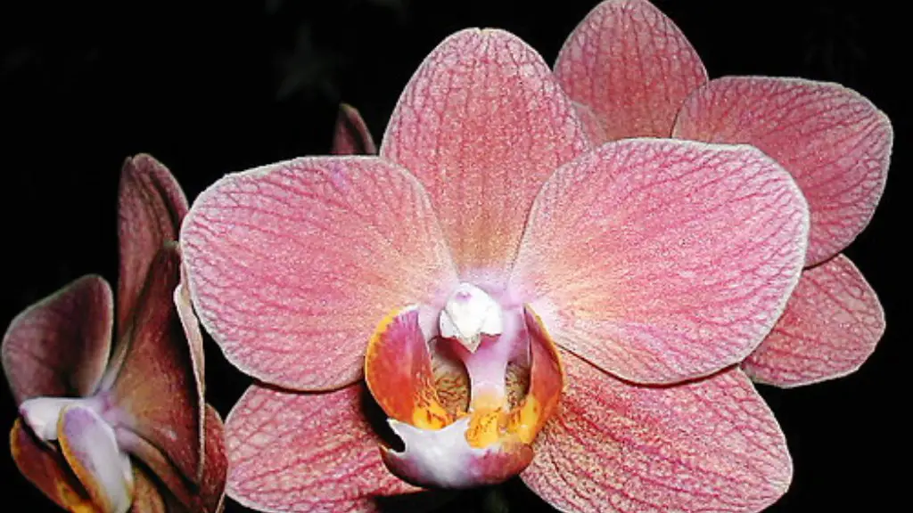 How to pot phalaenopsis orchid?