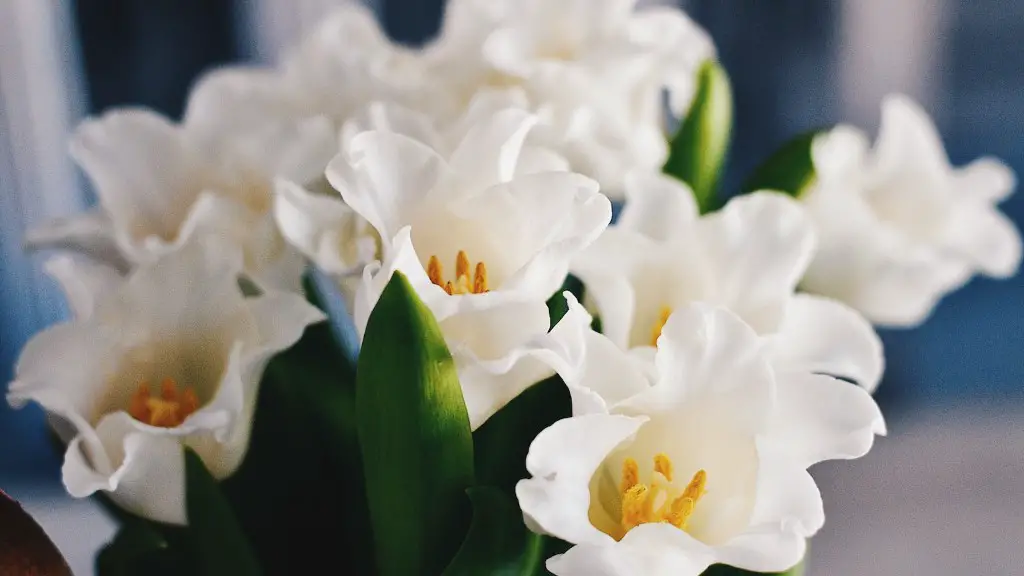 How to make a phalaenopsis orchid wrist corsage?