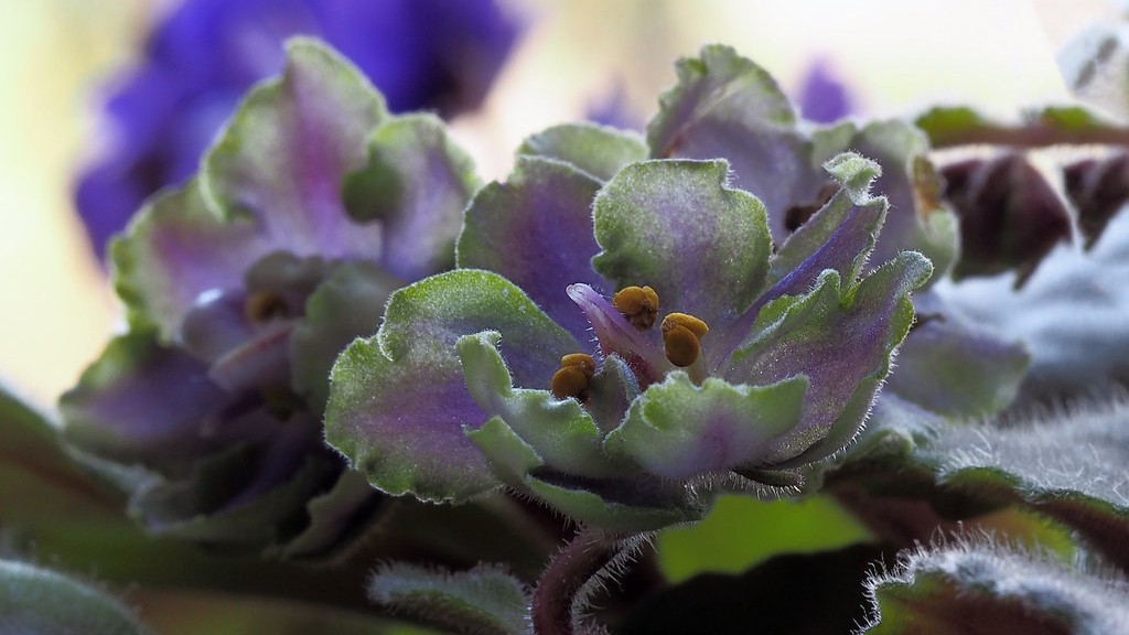 What do mites look like on african violets?