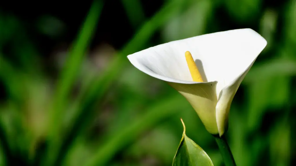 What does a calla lily flower look like? - Grow Flovers