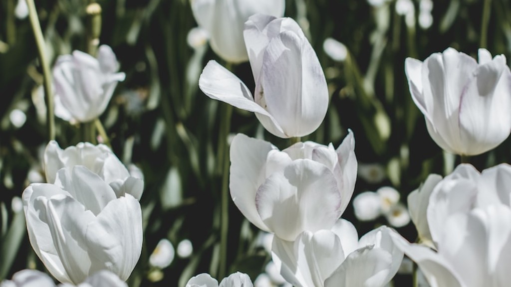 How to draw a tulip flower youtube?