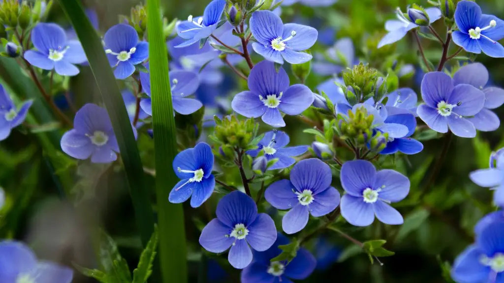 How long will african violets live?