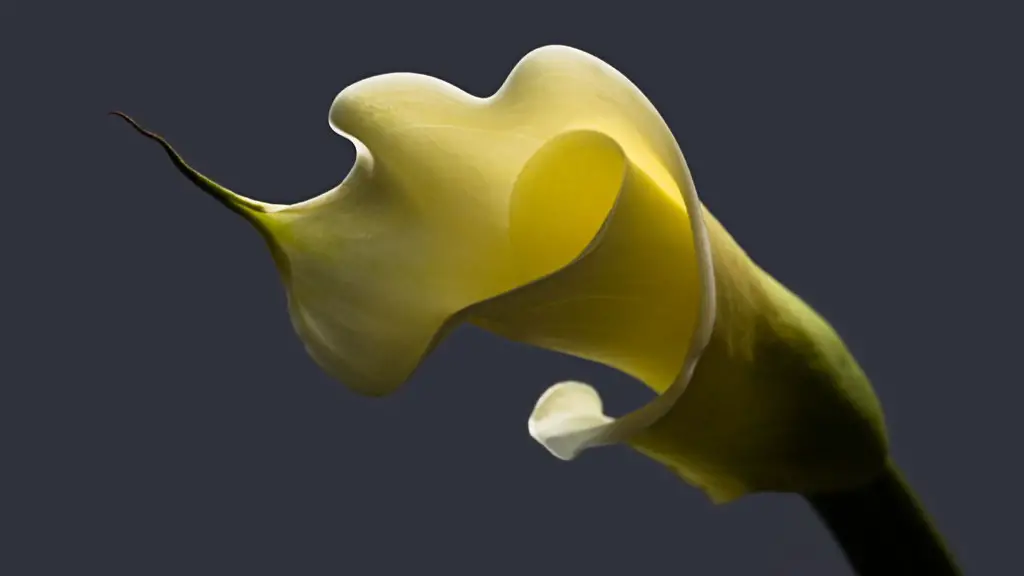 Can calla lily be grown indoors?