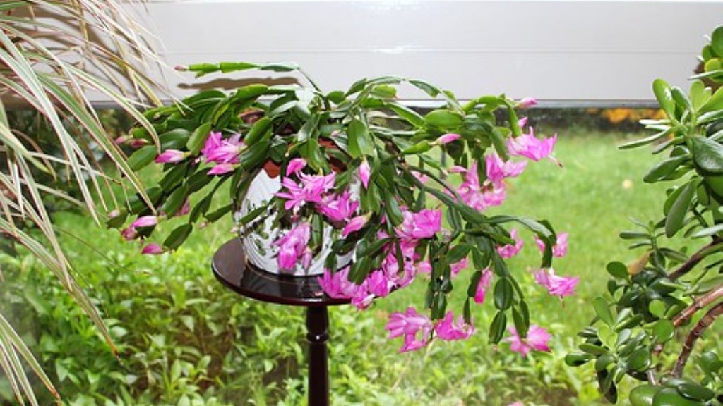Why isn’t my christmas cactus blooming?