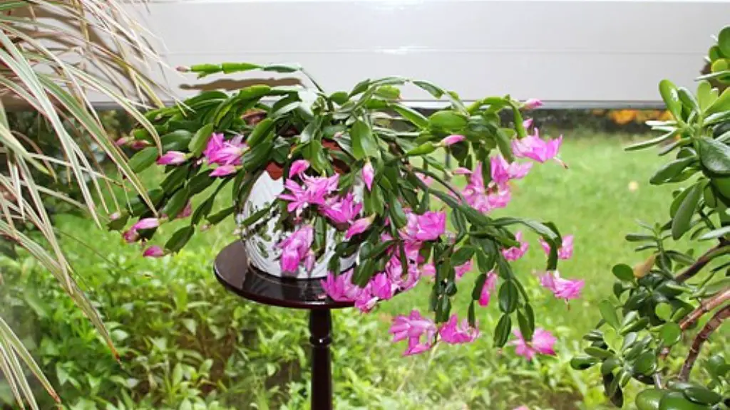 How much sunlight do christmas cactus need?