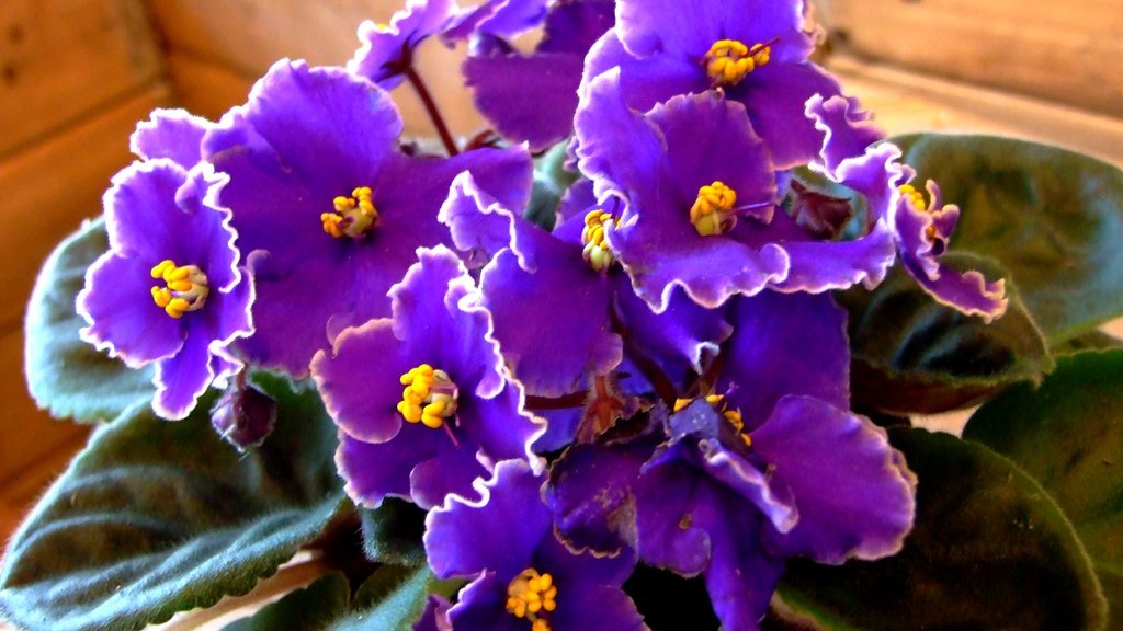 What do mites look like on african violets?