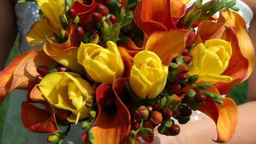 Are yellow and red calla lily perennials?