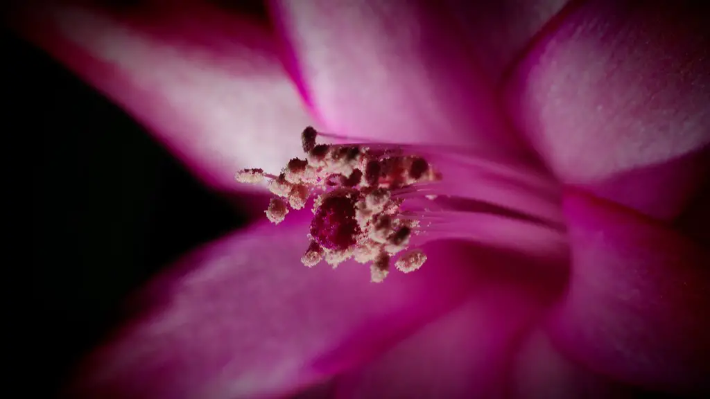 When should i fertilize my christmas cactus?