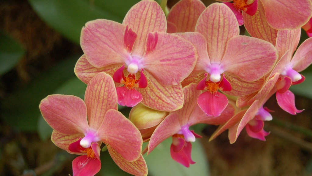 What does phalaenopsis orchid mean?