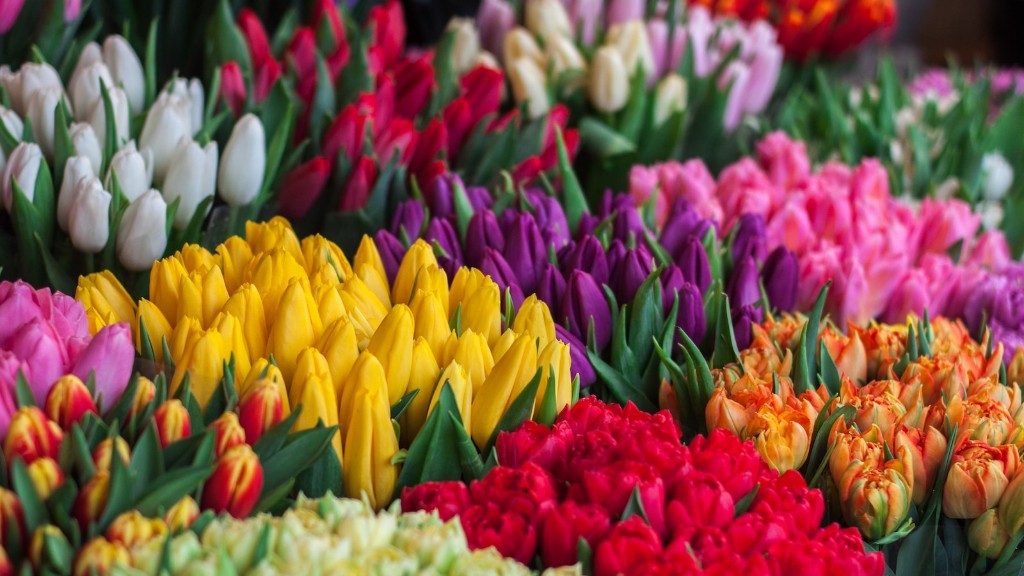 How to divide and repot african violets?