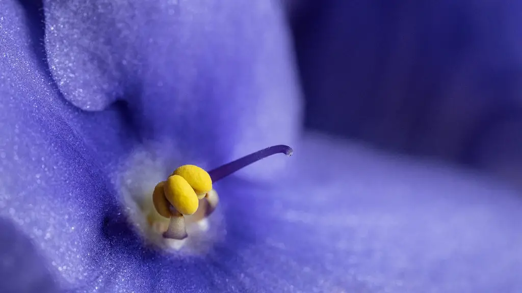 What window do african violets like?