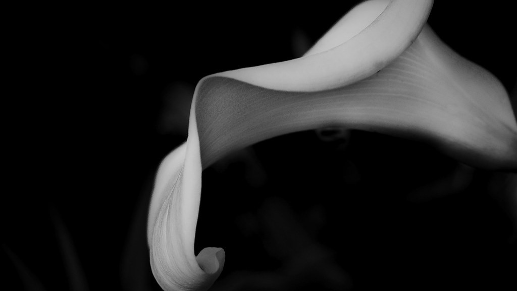 How to draw a realistic calla lily?