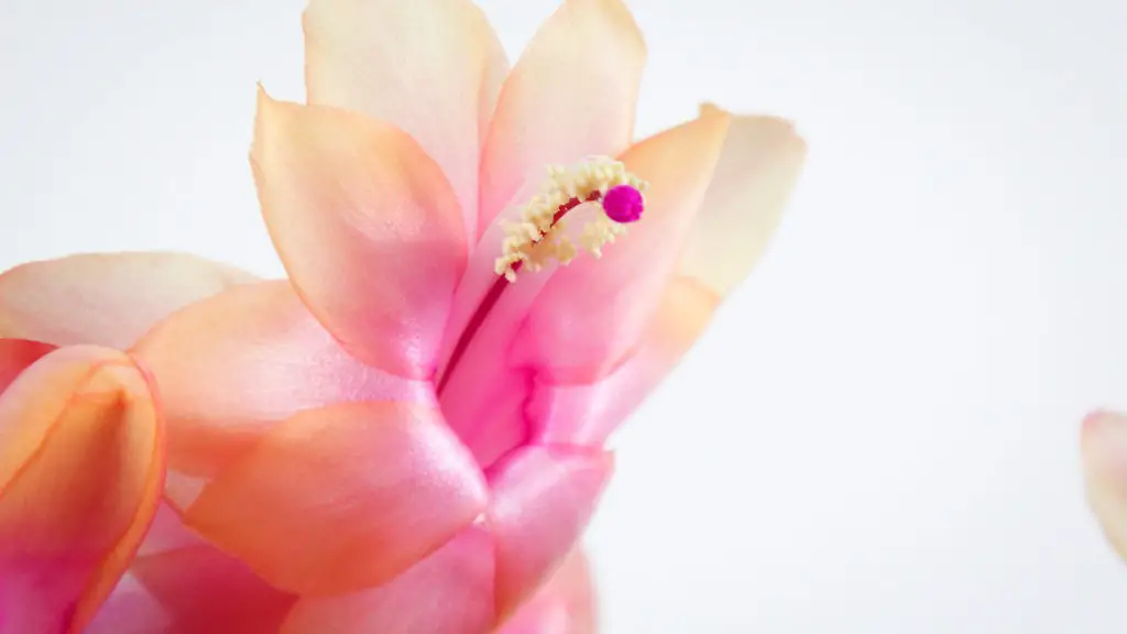 How to tell christmas cactus from thanksgiving cactus?