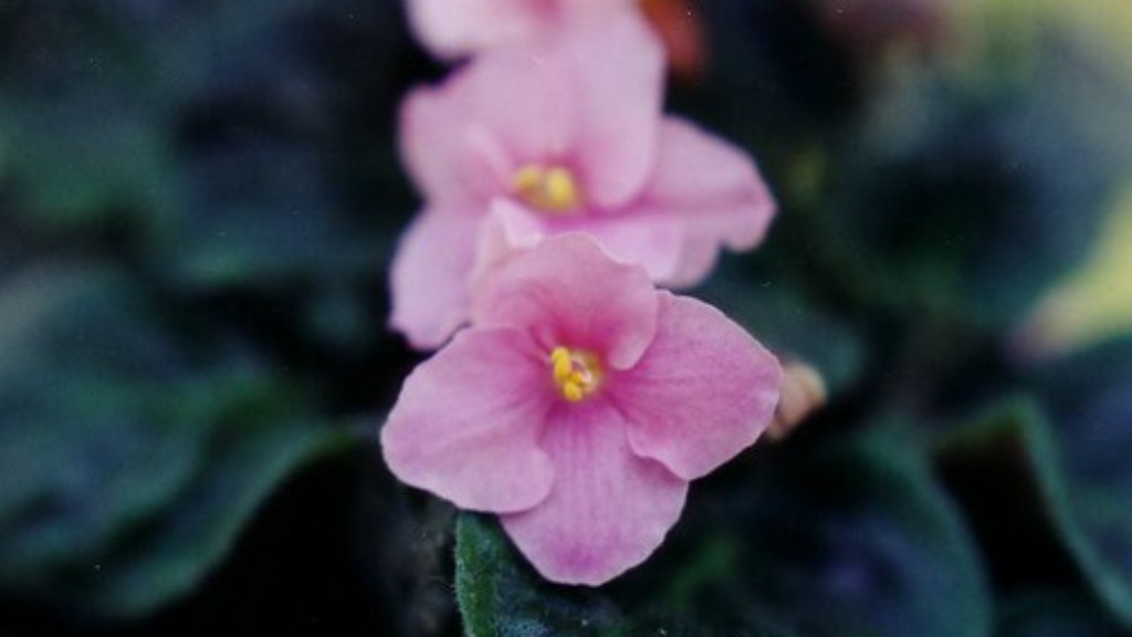What size pot do african violets do well in?